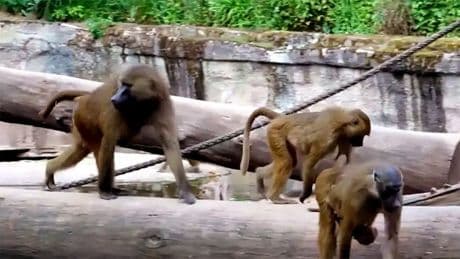 Zoo kills 12 baboons because there wasn’t enough space