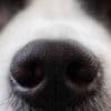 Et si les chiens pouvaient détecter la maladie de Parkinson grâce à leur odorat ?