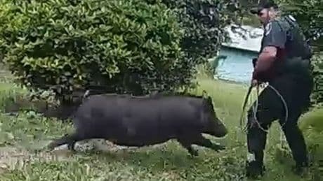 Moment wild boar charges at officers trying to remove it from a home