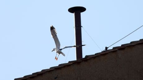 Gaviotas en el Vaticano: por qué siempre hay una junto a la chimenea de la Capilla Sixtina