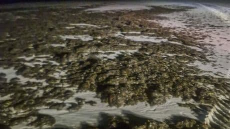 Las algas de Noja se extienden por las playas de Cantabria
