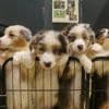 Escalope de chiot, saucisson de bichon, steak de labrador… Ils créent une fausse ferme de viande canine pour dénoncer l’exploitation animal