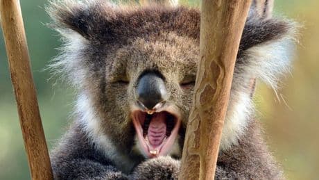 Trauriger Grund - Deshalb tötet Australien 700 Kolas