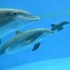 Video shows dolphin calf birth and first breath at Chicago zoo. Mom's friend helped