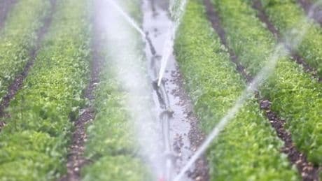 Rheinland-Pfalz: Landwirt stellt Sprinkler falsch ein und flutet Autobahn