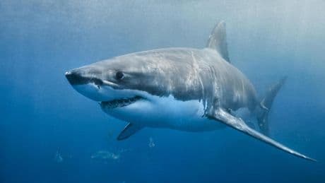 Una prueba de ADN del tiburón blanco deja estupefactos a los científicos: "No responden a las leyes de la biología"