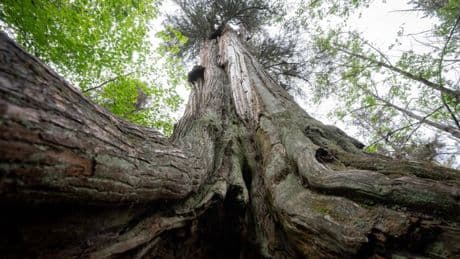 Der Wald als Apotheke