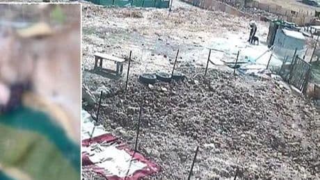 Esenyurt'ta köpek işkenceyle öldürüldü iddiası