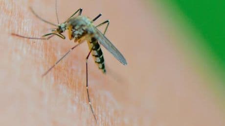 Drei Mückensprays sind „gut“ – Testsieger schützt 7,5 Stunden