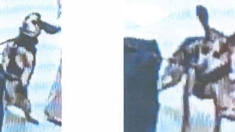 Man accused of kicking airport K9 so hard it went airborne