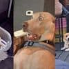 KIJK | Pootjes omhoog: vandaag is dé dag van de hond! Bekijk hier de leukste compilatie