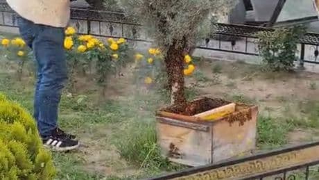 Kovandan kaçan kraliçenin peşinden gelen binlerce arı kenti istila etti