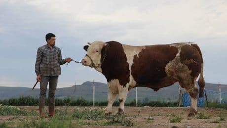 1 ton 250 kiloluk tosun rekora koşuyor! Pazarın gözdesi: Fiyatı küçükbaş sürüsüne bedel…