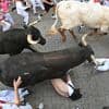 Hersenletsel en trauma in wervelkolom: Amerikanen (68 en 63) raken gewond bij laatste stierenloop in Pamplona