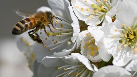 Amerikanische Faulbrut: Honigbienen in Sachsen-Anhalt 2024 von Seuche verschont