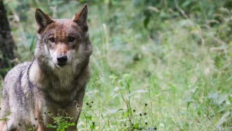 Schutzstatus soll herabgestuft werden – Bundesrat befasst sich mit Jagd auf Wölfe