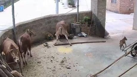 Chilling moment farmer crushed to death against wall by cows he was feeding