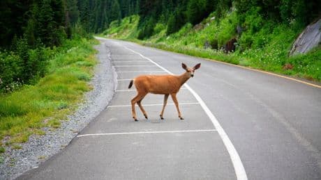 DOT Releases $126 Million In Wildlife Crossing Grants For 17 States