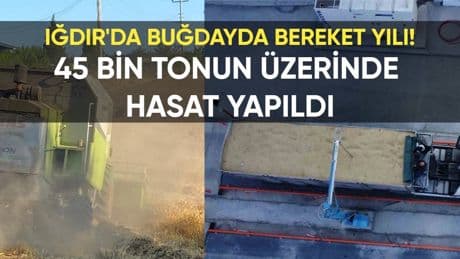 Iğdır'da buğdayda bereket yılı: Rekolte rekor kırdı, 45 bin tonun üzerinde hasat yapıldı!