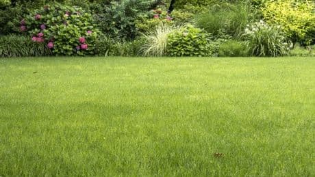 Gardeners urged to leave these two fruits on the lawn this August