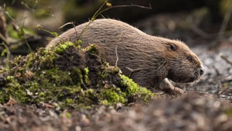 Activists illegally releasing beavers into wild say they are doing ‘God’s work’