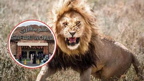Tragedia en el zoo: cinco leones matan a mordiscos a un cuidador en Tailandia delante de los turistas