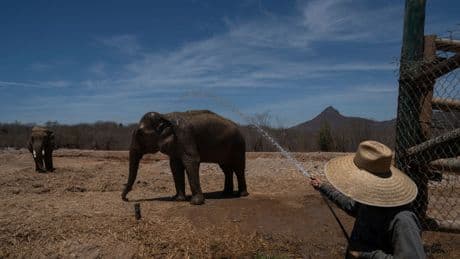 Tigers, jaguars and elephants are the latest to flee cartel violence in Mexico's Sinaloa