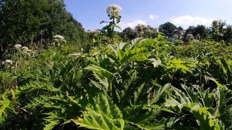 Natur: Nachweis von 24 invasiven Arten in Thüringen