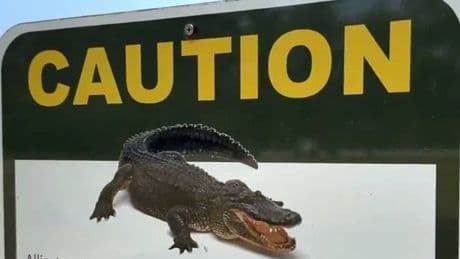 Florida woman killed by alligator during canoe trip as husband desperately tried to save her