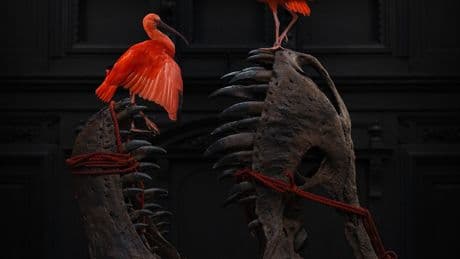 Een dierentuin voor de eeuwigheid: het Art Zoo museum in Amsterdam laat opgezette dieren als kunst zien