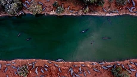 Crocodiles euthanised after turning to cannibalism at abandoned farm