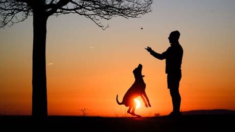 Geliebte Fellnasen: Sind Hunde die besseren Kinder? In bestimmter Hinsicht schon