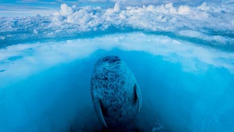 Coraux, pollution, surpêche, transport : 10 questions pour mieux comprendre nos océans