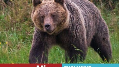 Brown bears to become legal source of meat in bid to stop attacks on humans