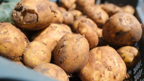 Enorme Ernteausfälle drohen - Fieser Pilz bedroht unsere Kartoffel