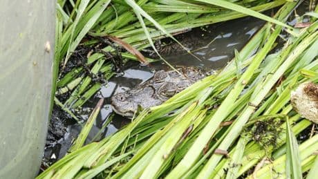 Wandelaar ziet 'kaaiman' in natuurgebied België, burgemeester sluit het af