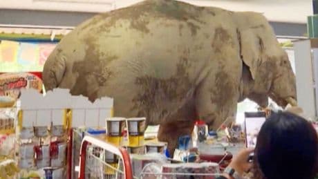 Hungriger Dickhäuter: Wilder Elefant futtert sich durch Kiosk