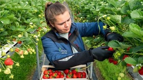 Erdbeeren aus Deutschland: Warum die Produktion teurer geworden ist - und was das für Verbraucher bedeutet