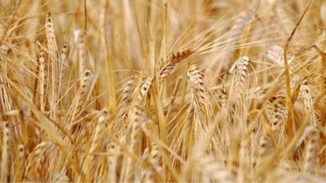 “Encontramos potencial para biofortificar el trigo con importantes micronutrientes humanos”: un estudio revela que un hongo hace que el pan sea más nutritivo