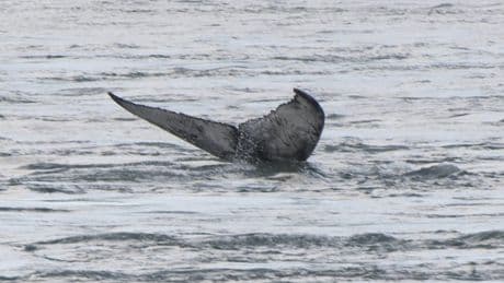 Second dead grey whale in one week washes ashore in British Columbia