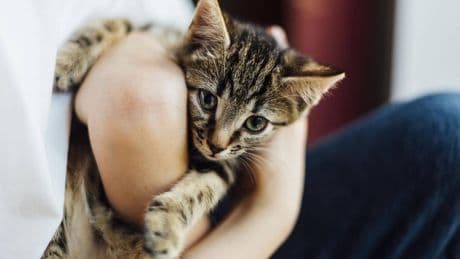 Köln-Porz: Tierrettung alarmiert Polizei – Junge quält Katze auf TikTok