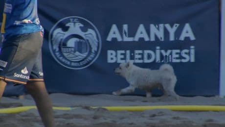 „Wir haben hohen Besuch“  - Süßer Hund crasht Beach-Handball-EM