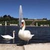 Es gab nur ein einziges Paar in Sanssouci: Schwan stirbt nach Hundeattacke in Potsdamer Park