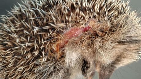 Tierwohl: Nachts verbieten? Warum Mähroboter tödlich für Igel sind