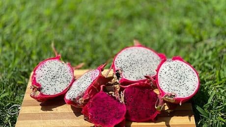 Cultivar pitahaya en casa: guía de cuidados, riego y secretos de esta fruta tropical