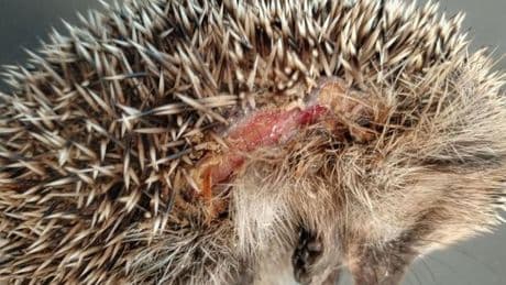 Tierwohl: Nachts verbieten? Warum Mähroboter tödlich für Igel sind