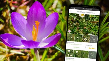 Gratis-App für Hobby-Gärtner: So identifiziert man jede Pflanze