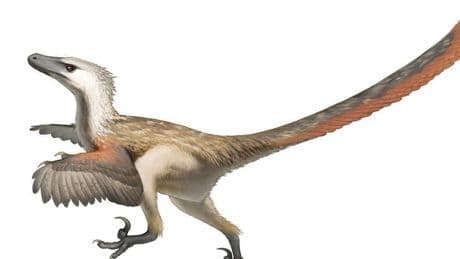 Aves, cocodrilos y hasta elefantes como modelos para inspirarse