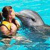 We will soon be able to talk to dolphins using AI, experts claim