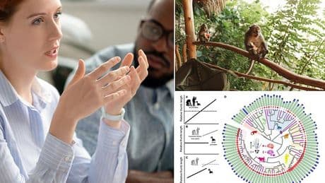 Easily-overlooked physical attribute can reveal how big your brain is